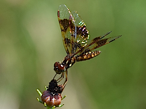 Eastern Amberwing female - Perithemis tenera
